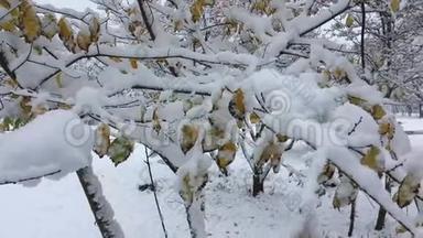 白雪从树木公园的树枝上飘落下来